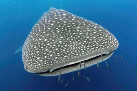 VIP Luxury Chartered Escapes, Exploring The Reef At Your Own Pace - Accommodation Port Hedland 46