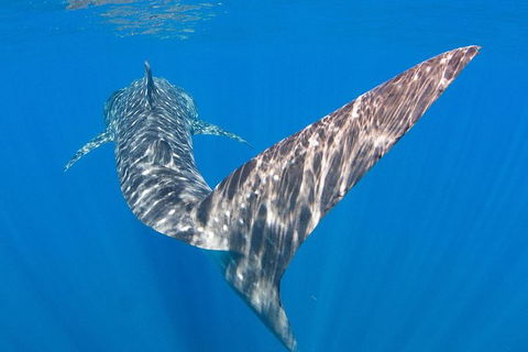 VIP Luxury Chartered Escapes, Exploring The Reef At Your Own Pace - Accommodation Port Hedland 37