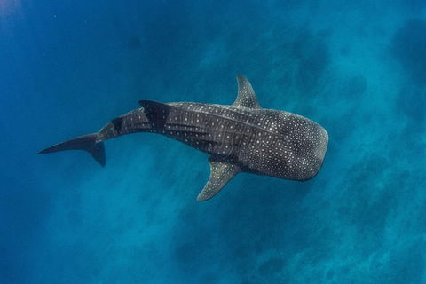 VIP Luxury Chartered Escapes, Exploring The Reef At Your Own Pace - Accommodation Port Hedland 34