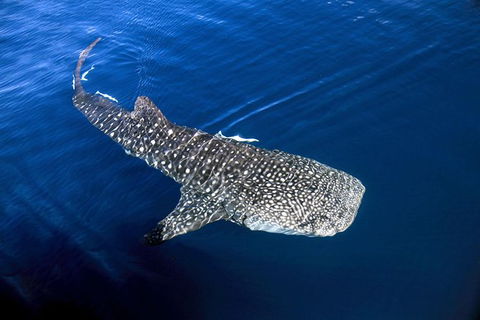 VIP Luxury Chartered Escapes, Exploring The Reef At Your Own Pace - Accommodation Port Hedland 30