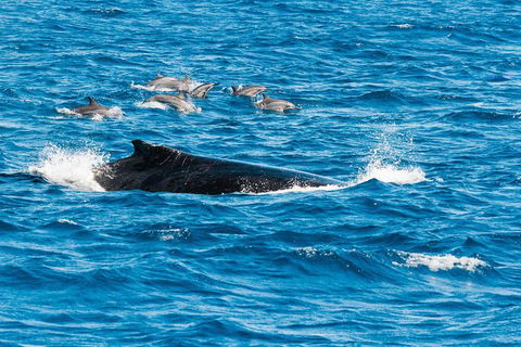 VIP Luxury Chartered Escapes, Exploring The Reef At Your Own Pace - Accommodation Port Hedland 19