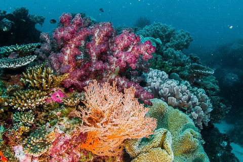 VIP Luxury Chartered Escapes, Exploring The Reef At Your Own Pace - Accommodation Port Hedland 33
