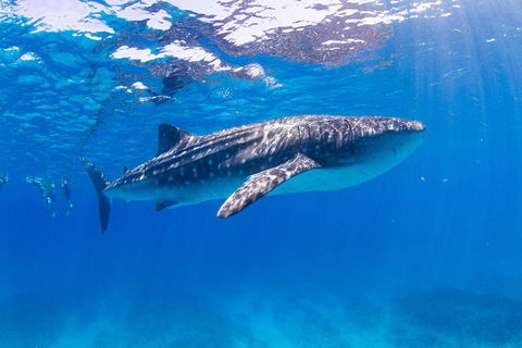 VIP Luxury Chartered Escapes, Exploring The Reef At Your Own Pace - Accommodation Port Hedland 9