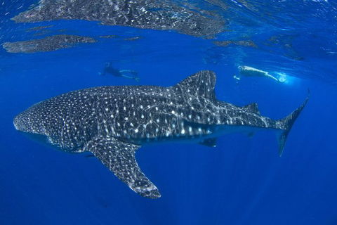 VIP Luxury Chartered Escapes, Exploring The Reef At Your Own Pace - Accommodation Port Hedland 31