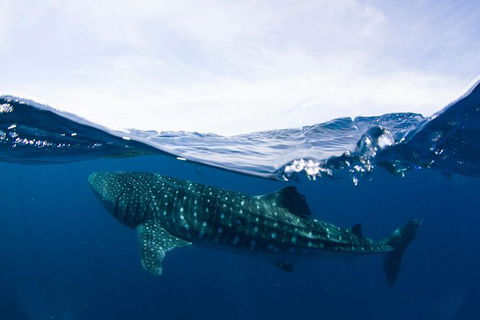 VIP Luxury Chartered Escapes, Exploring The Reef At Your Own Pace - Accommodation Port Hedland 51