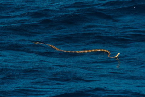 VIP Luxury Chartered Escapes, Exploring The Reef At Your Own Pace - Accommodation Port Hedland 23