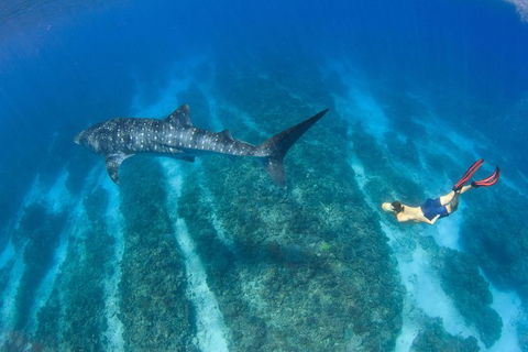 VIP Luxury Chartered Escapes, Exploring The Reef At Your Own Pace - Accommodation Port Hedland 47