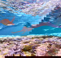 7-Day Exmouth Explorer via Pinnacles Monkey Mia Ningaloo Reef returning to Perth - Accommodation Port Hedland