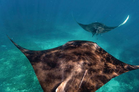 7-Day Exmouth Explorer Via Pinnacles Monkey Mia Ningaloo Reef Returning To Perth - Accommodation Port Hedland 8