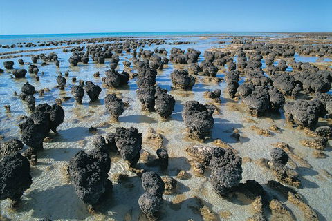 7-Day Exmouth Explorer Via Pinnacles Monkey Mia Ningaloo Reef Returning To Perth - Accommodation Port Hedland 9