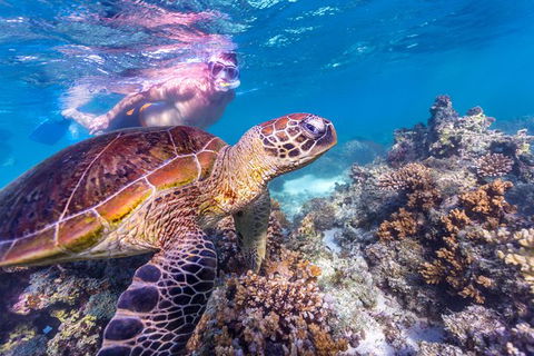 7-Day Exmouth Explorer Via Pinnacles Monkey Mia Ningaloo Reef Returning To Perth - Accommodation Port Hedland 11