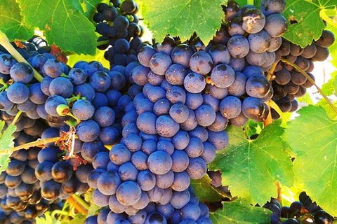 Swan Valley Wine Time (Private) Day Tour - Accommodation Port Hedland 17