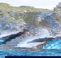 Jet Boat Whale Watching Safari from Dunsborough - Accommodation Port Hedland