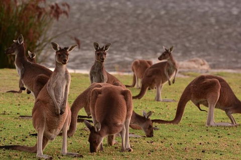 Half-Day Swan Valley & Wildlife Park Tour - Accommodation Port Hedland 1
