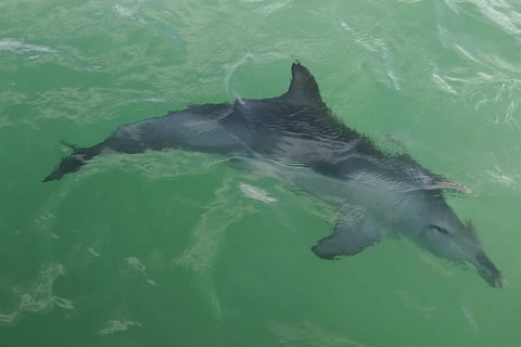 The Pirate Cruise In Mandurah On Viator - Accommodation Port Hedland 4