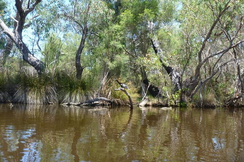 Kayak Tour On The Canning River - Accommodation Port Hedland 4