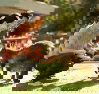 Very Best of Perth Tour - Wildlife Park  City Highlights Tour - Accommodation Port Hedland