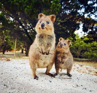 Rottnest Island All-Inclusive Grand Island Tour from Fremantle - Accommodation Port Hedland