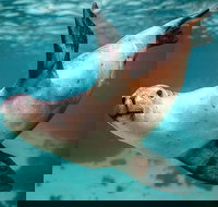 Carnac Island Half Day Sail - Accommodation Port Hedland