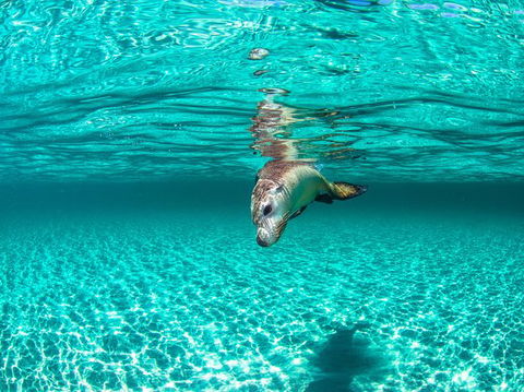 Carnac Island Half Day Sail - Accommodation Port Hedland 7