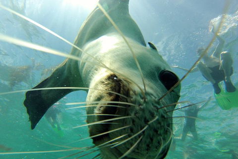 Carnac Island Half Day Sail - Accommodation Port Hedland 6