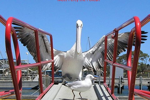 Kalgan Queen Scenic Cruises A Four Hour Sheltered Water Wildlife Tour Daily Fun. - Accommodation Port Hedland 1