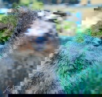 Snorkel and Visit the gorgeous Rottnest Island - Accommodation Port Hedland