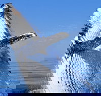 Whale Watching Tour - Accommodation Port Hedland