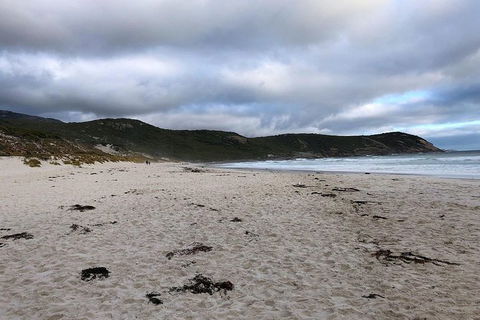 Wilsons Promontory Walking And Sightseeing Tour From Phillip Island - Accommodation Port Hedland 11