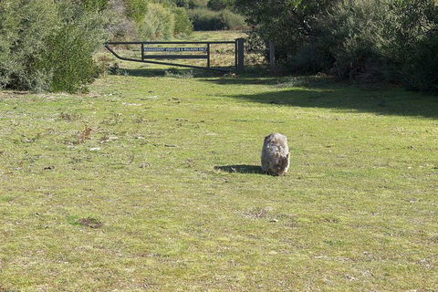 Wilsons Promontory Walking And Sightseeing Tour From Phillip Island - Accommodation Port Hedland 9