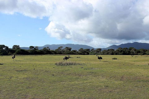 Wilsons Promontory Walking And Sightseeing Tour From Phillip Island - Accommodation Port Hedland 8