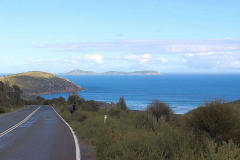 Wilsons Promontory Walking And Sightseeing Tour From Phillip Island - Accommodation Port Hedland 2