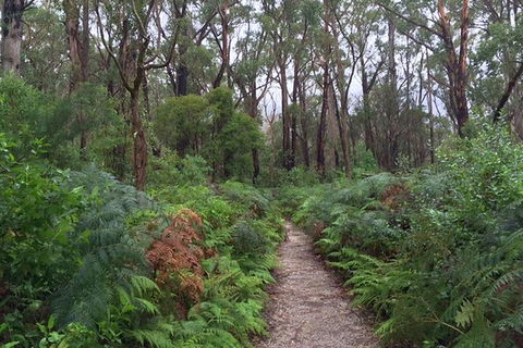 Wilsons Promontory Walking And Sightseeing Tour From Phillip Island - Accommodation Port Hedland 6