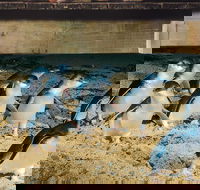 Half Day Phillip Island Penguin Parade PLUS Tour - Accommodation Port Hedland