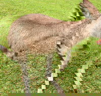 2 Day Exclusively Private Tour Of Phillip Island  The Penguin Parade - Accommodation Port Hedland