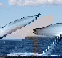 Phillip Island Whale Watching Tour - Accommodation Port Hedland