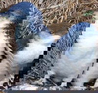 Day Tour of Phillip Island Nature Parks  Penguins - Accommodation Port Hedland