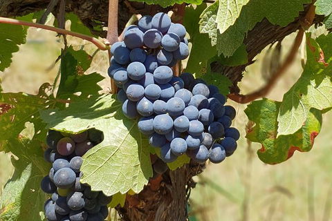 Wine Tasting Tour In The Yarra Valley - Accommodation Port Hedland 1