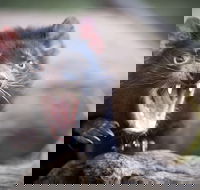 Port Arthur and Tassie Devils Active Day Tour from Hobart - Accommodation Port Hedland