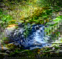 Day Tour in Mt. Field Mt. Wellington Bonorong Wildlife Sanctuary and Richmond - Accommodation Port Hedland