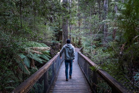 Small-group DayTour From Hobart: Hastings Caves, Huon Valley And Tahune AirWalk - Accommodation Port Hedland 11
