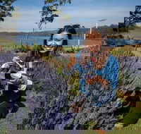 Port Arthur and Lavender Farm Active Day Tour - Accommodation Port Hedland