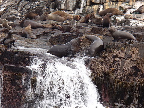 Full-Day Bruny Island Tour From Hobart - Accommodation Port Hedland 21