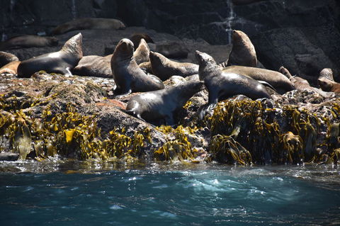 Full-Day Bruny Island Tour From Hobart - Accommodation Port Hedland 15