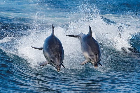 Full-Day Bruny Island Tour From Hobart - Accommodation Port Hedland 29
