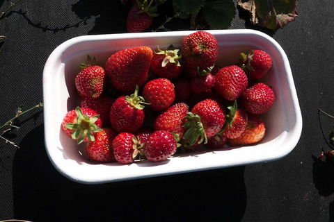 Agrarian Kitchen Eatery And Derwent Valley Gourmet Food Tour - Accommodation Port Hedland 8