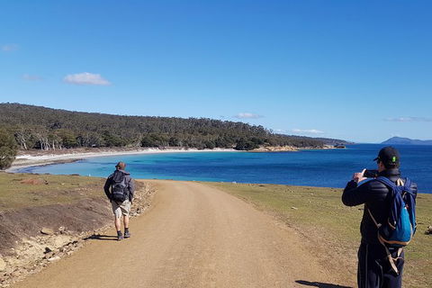 Maria Island National Park - Day Walk And Picnic Lunch - Accommodation Port Hedland 14