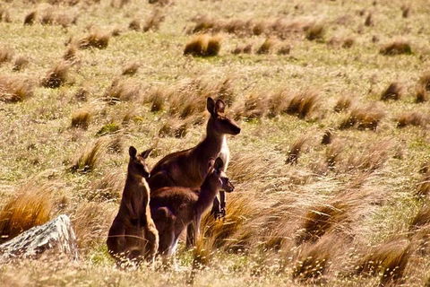 Maria Island National Park - Day Walk And Picnic Lunch - Accommodation Port Hedland 9