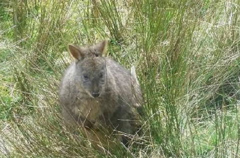 Leven Canyon Day Trip Including Wings Wildlife Park Or Gunns Plains Caves From Devonport, Ulverstone Or Burnie - Accommodation Port Hedland 0