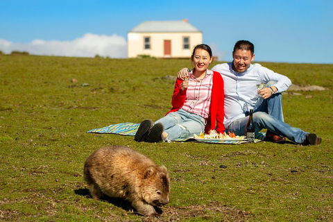 Wineglass Bay And Maria Island Wildlife Scenic Flight From Hobart - Accommodation Port Hedland 0